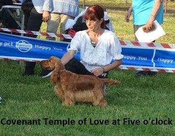 Best junior in show : COVENANT TEMPLE OF LOVE AT FIVE O'CLOCK